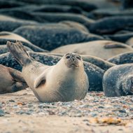 Seerobben liegen am Strand