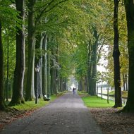 Schlosspark Nordkirchen mit Baumallee