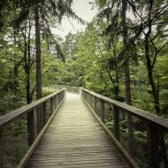 Pfad aus Holz mitten durch den Wald