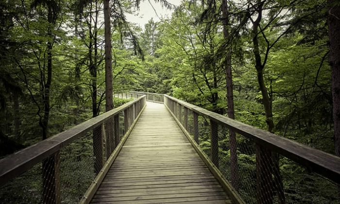 Holzpfad durch einen Wald