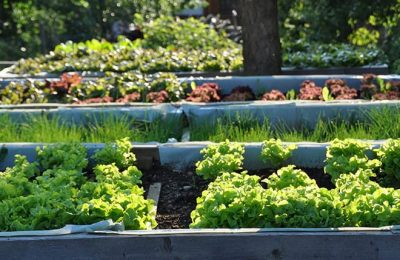 Ordentlich gepfleter Gemüsegarten