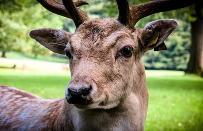 Hirsch in der Nahaufnahme