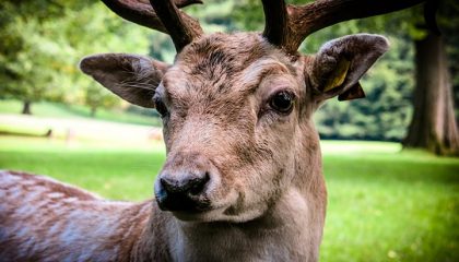 Hirsch in der Nahaufnahme