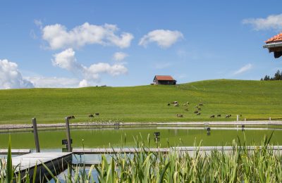 Grüne Wiese neben dem 2.500 m² Naturbadesee