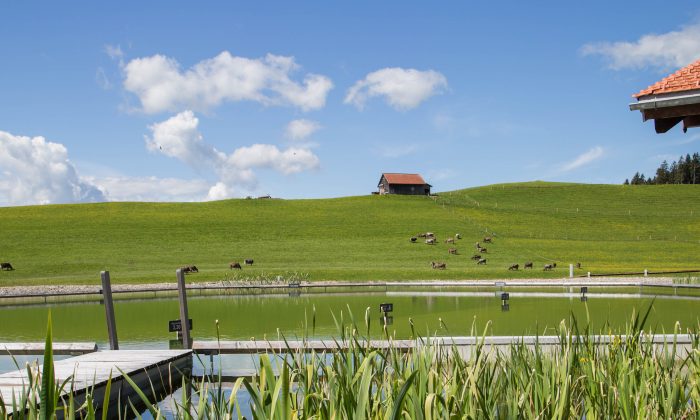 Naturbadesee Grüne Wiese neben dem 2.500 m² Naturbadesee