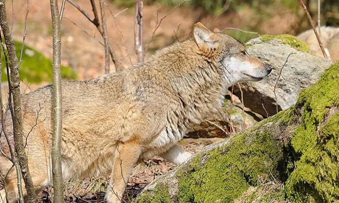 Wolf im Nationalpark