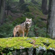 Wolf im Nationalpark
