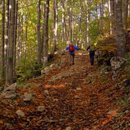 Zwei Menschen betreiben Nordic Walking im Wald