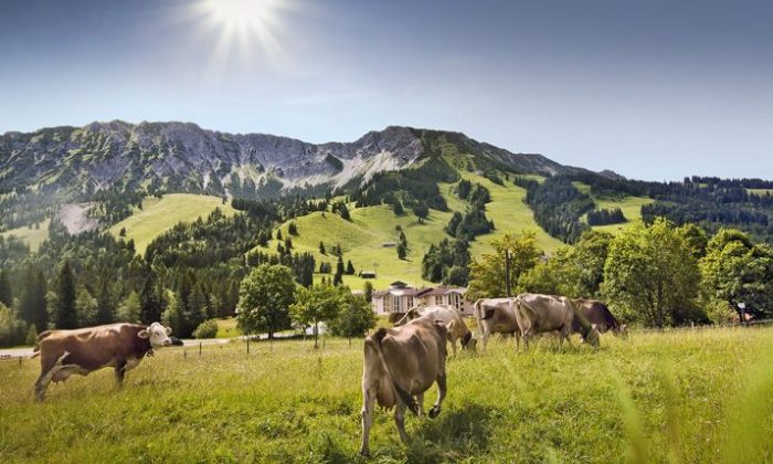 Menschen wandern in den Alpen