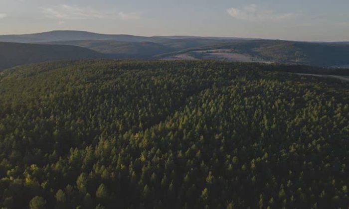 Landschaftsaufnahme vom Wald in der Rhön