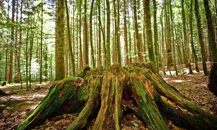 Zahlreiche Bäume im Bayerischen Wald