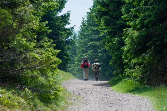 Paar wandert durch einen Wald