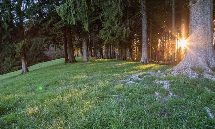 Wiese und Bäume im Wald bei Sonnenuntergang